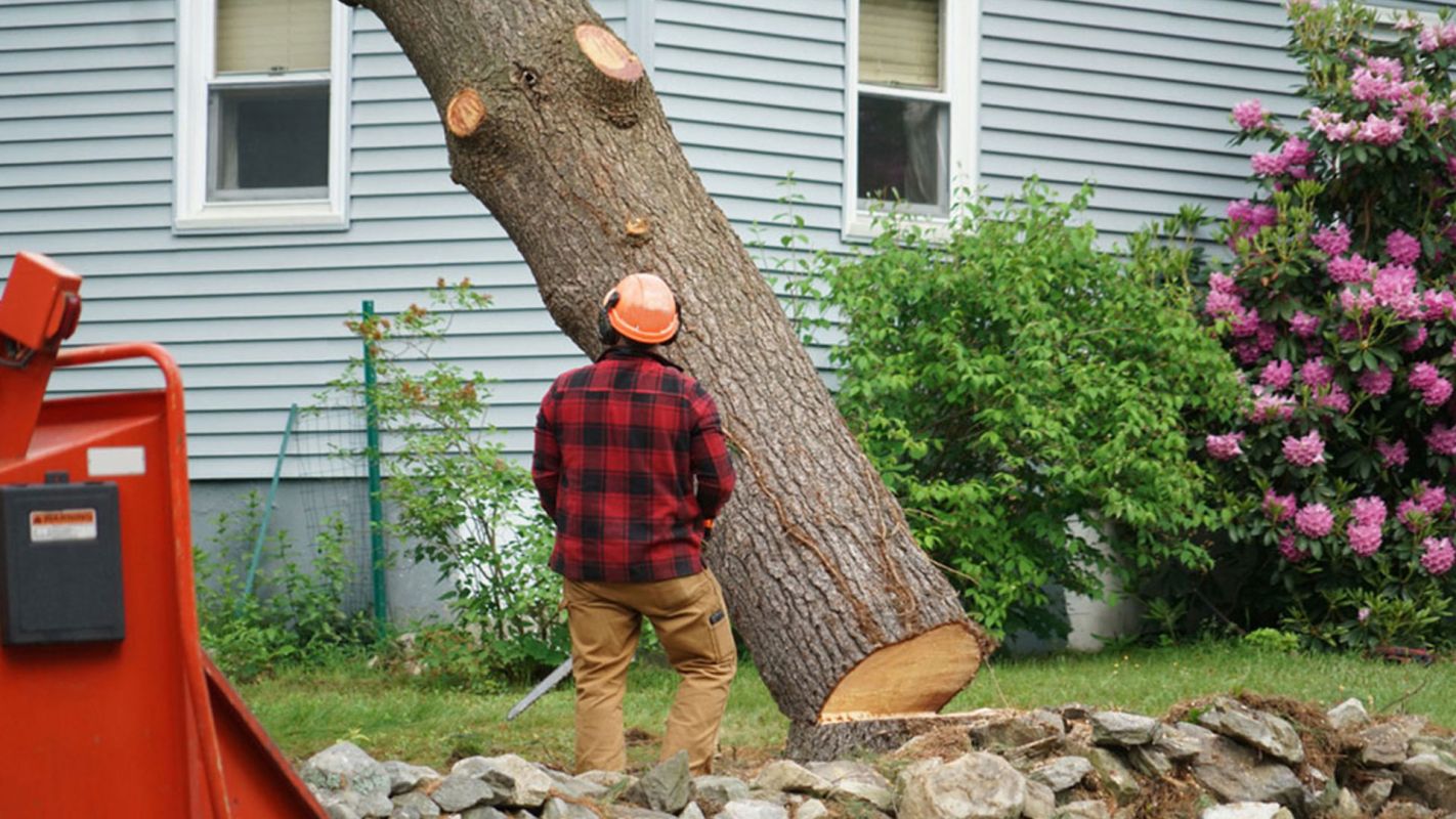 Residential Tree Removal Service Charlotte NC