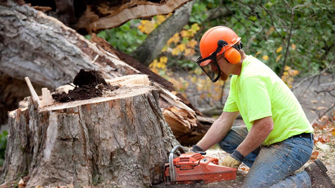 Affordable Tree Removal Harrisburg NC