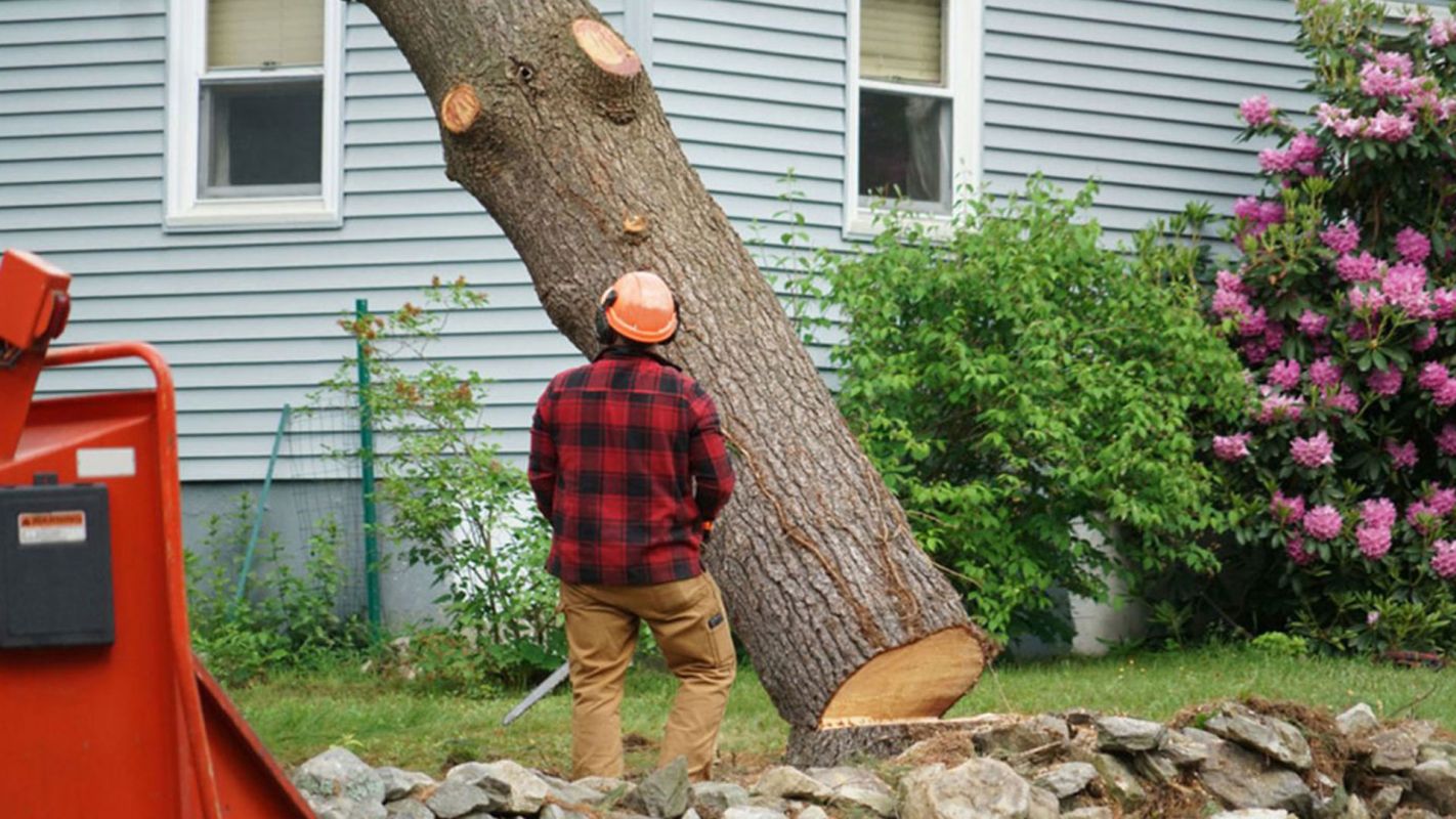 Residential Tree Removal Huntersville NC